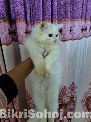 Persian cat